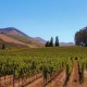 Bodega de vinos en mza