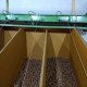 secador de nueces y avellanos