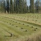 venta de fardos alfalfa