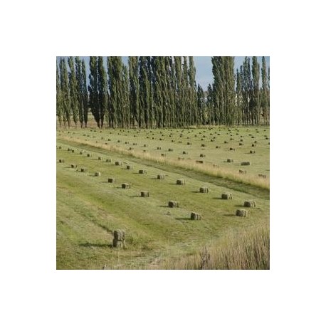 venta de fardos alfalfa