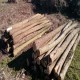 POLINES ACACIO