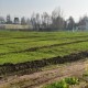 Fardos de Alfalfa