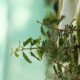 Plantas de Guayacán para reforestaciones