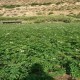 Vendo 2.5 hectaria de Papas