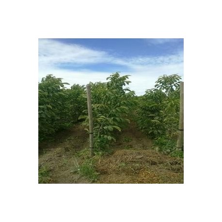 NOGALES INJERTADOS VARIEDAD CHANLDER Y SERR