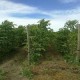 PLANTAS NOGAL CHANDLER INJERTADAS