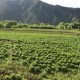 Vendo Parcela 12 Hectareas Rauco