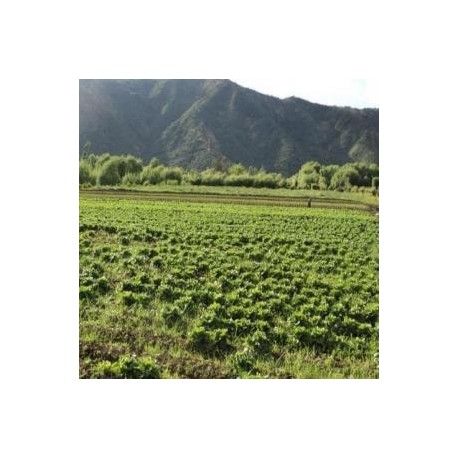 Vendo Parcela 12 Hectareas Rauco