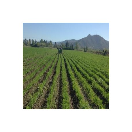 Vendo 1/2 ha Zanahoria Abaco
