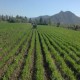 Vendo 1/2 ha Zanahoria Abaco