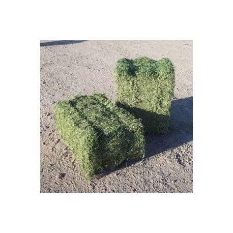 Venta de Alfalfa