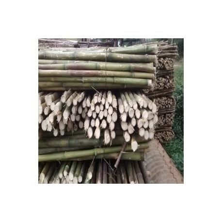 coligues insumos