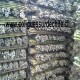 coligues tutores