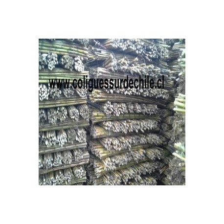 coligues tutores