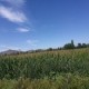 10 Ha con Riego