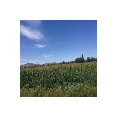 10 Ha con Riego