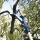 CAMPAGNOLA EQUIPOS DE PODA NEUMATICA Y ELECTRICA