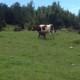 Suelo con aptitudes para crianza y siembra