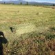 Fardos Alfalfa 4o corte
