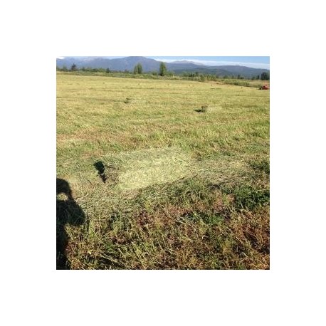 Fardos Alfalfa 4o corte