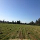 Fardos Alfalfa 4o corte