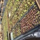Plantines de Hortalizas