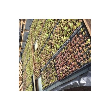 Plantines de Hortalizas