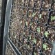 Plantines de Hortalizas