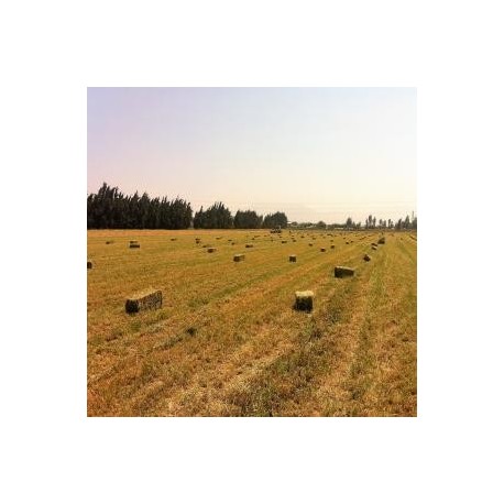 Fardos de Alfalfa - tercer corte