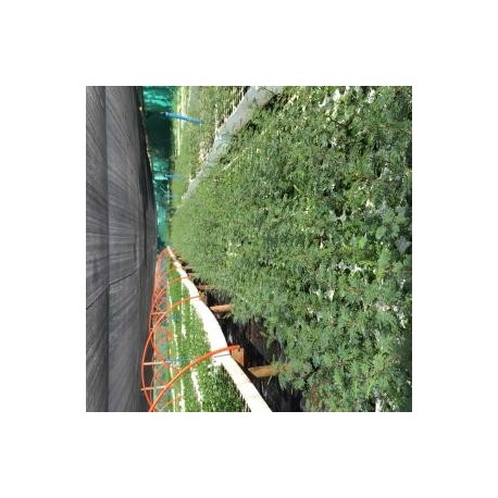 Oferta de Plantas Forestales Nativas