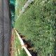 Oferta de Plantas Forestales Nativas