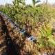 Vendo Plantas de Cerezos Inj. de pua