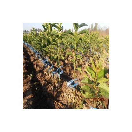 Vendo Plantas de Cerezos Inj. de pua