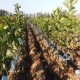 Vendo Plantas de Cerezos Inj. de pua