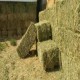 Venta Fardos Alfalfa