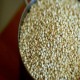 Quinoa Blanca temporada 2016