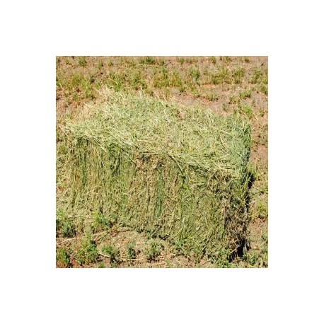 Alfalfa en fardos 35 kilos
