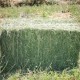 Alfalfa en fardos 35 kilos