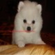 Perritos de Pomeranian preciosas para la venta
