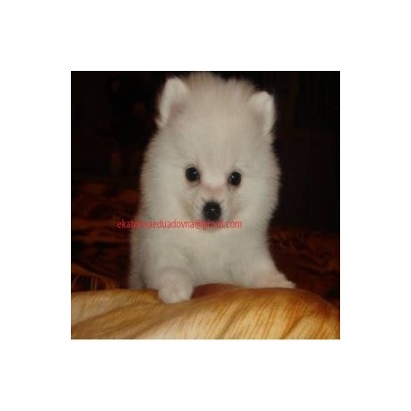 Perritos de Pomeranian preciosas para la venta