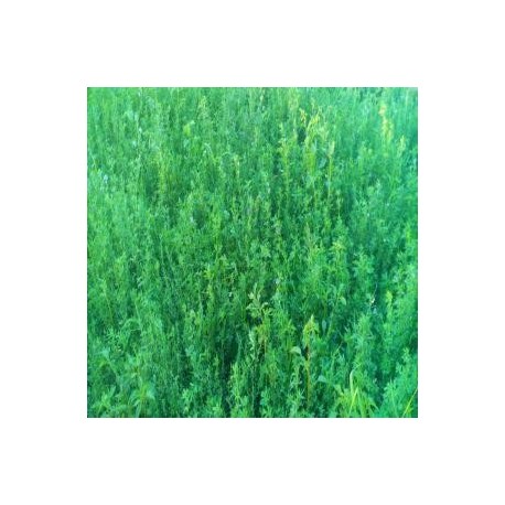 Alfalfa 2º Corte