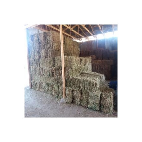 VENTA DE FARDOS DE ALFALFA