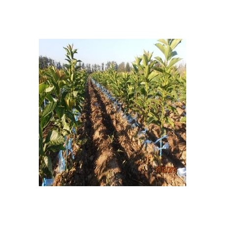 Se Venden plantas de Cerezos Colt injertados de ojo dormido