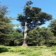 36 HA CERCA LAGO RUPANCO Y PUYEHUE