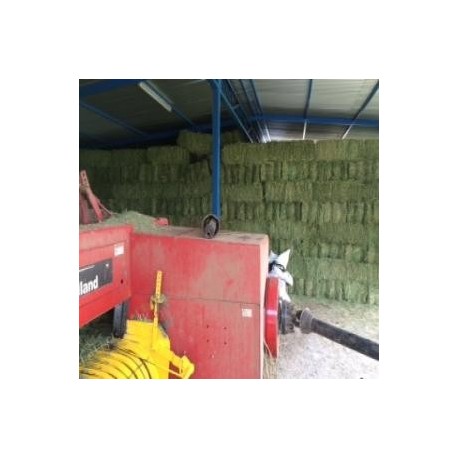 Alfalfa en fardos