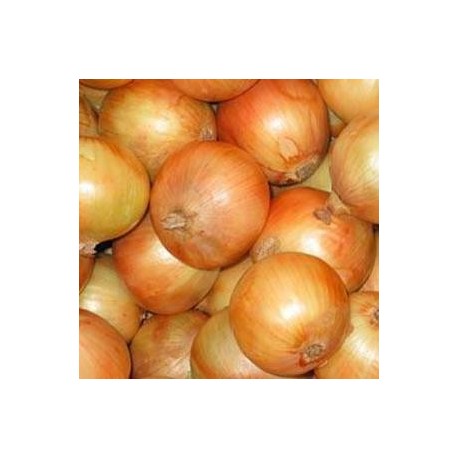 Cebollas de guarda