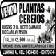 Ceresos in vitro