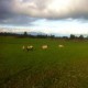 Fundo Frutillar -Excelente vista.