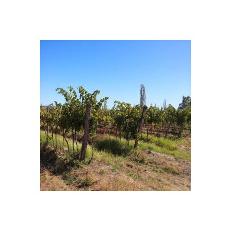 Viñas