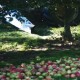 SOPLADOR DE MANZANAS MECANICO SFM